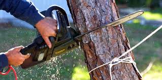 Professional Tree Care  in Morgan Hill, CA